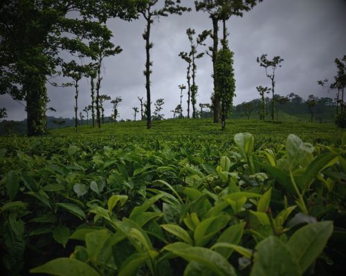 Coorg